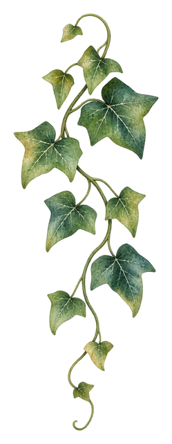 07_ivy-vine
