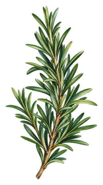 12_rosemary-sprig