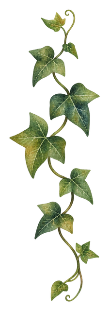 06_ivy-vine