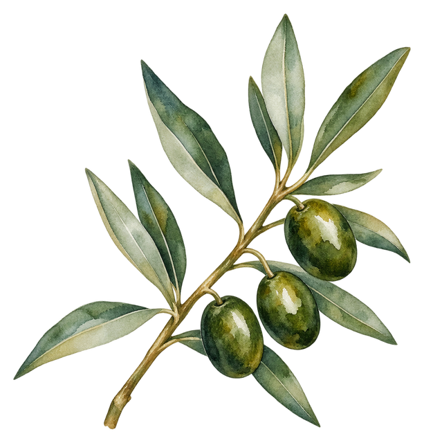 09_olive-branch