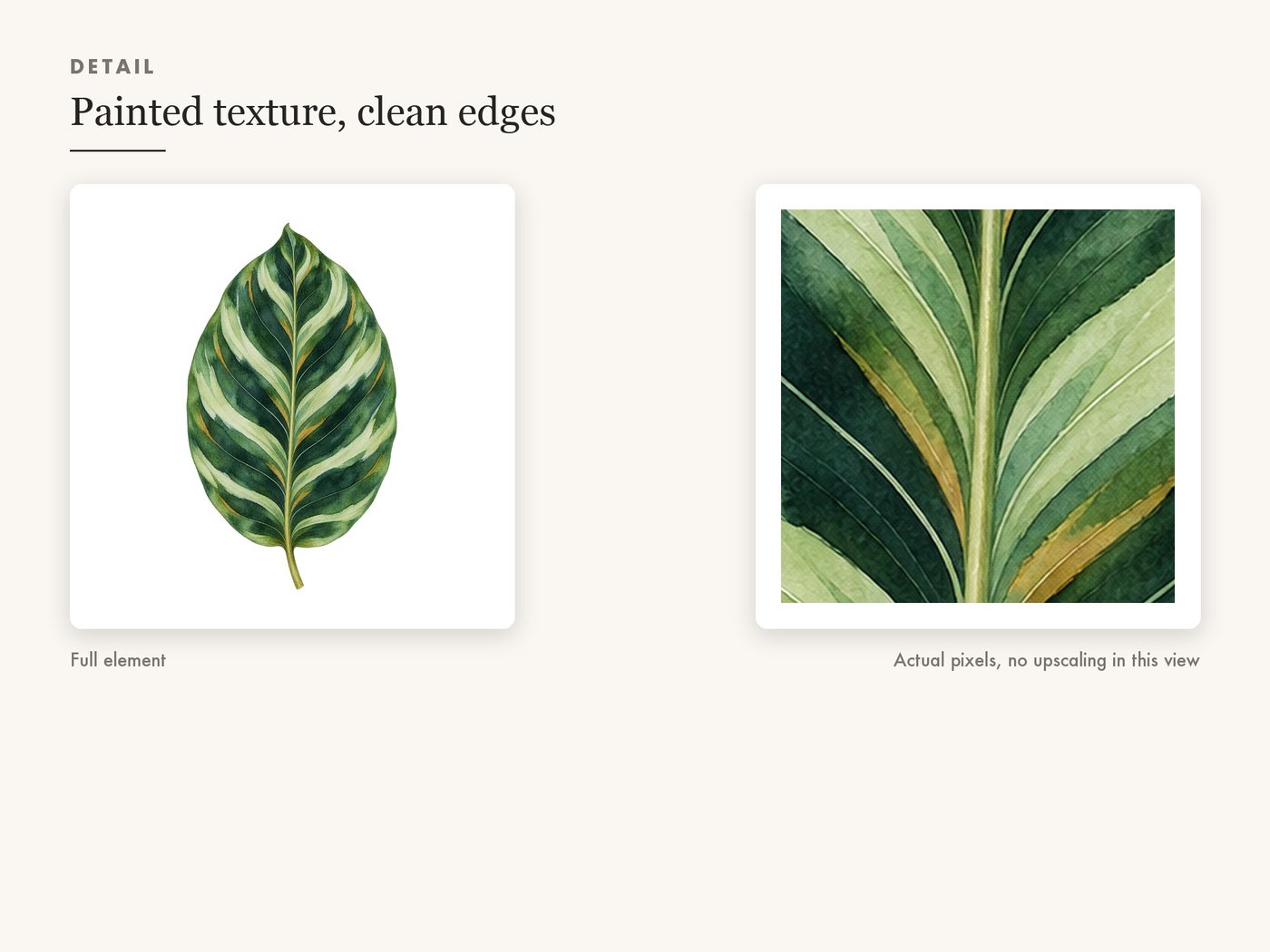 Calathea Leaf Clipart PNG, Tropical Botanical Graphic — detail zoom
