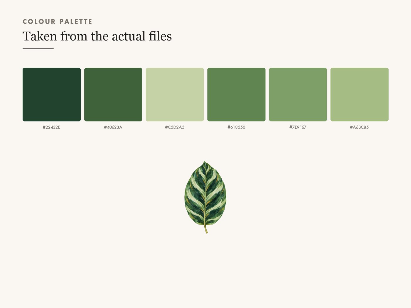 Calathea Leaf Clipart PNG, Tropical Botanical Graphic — colour palette