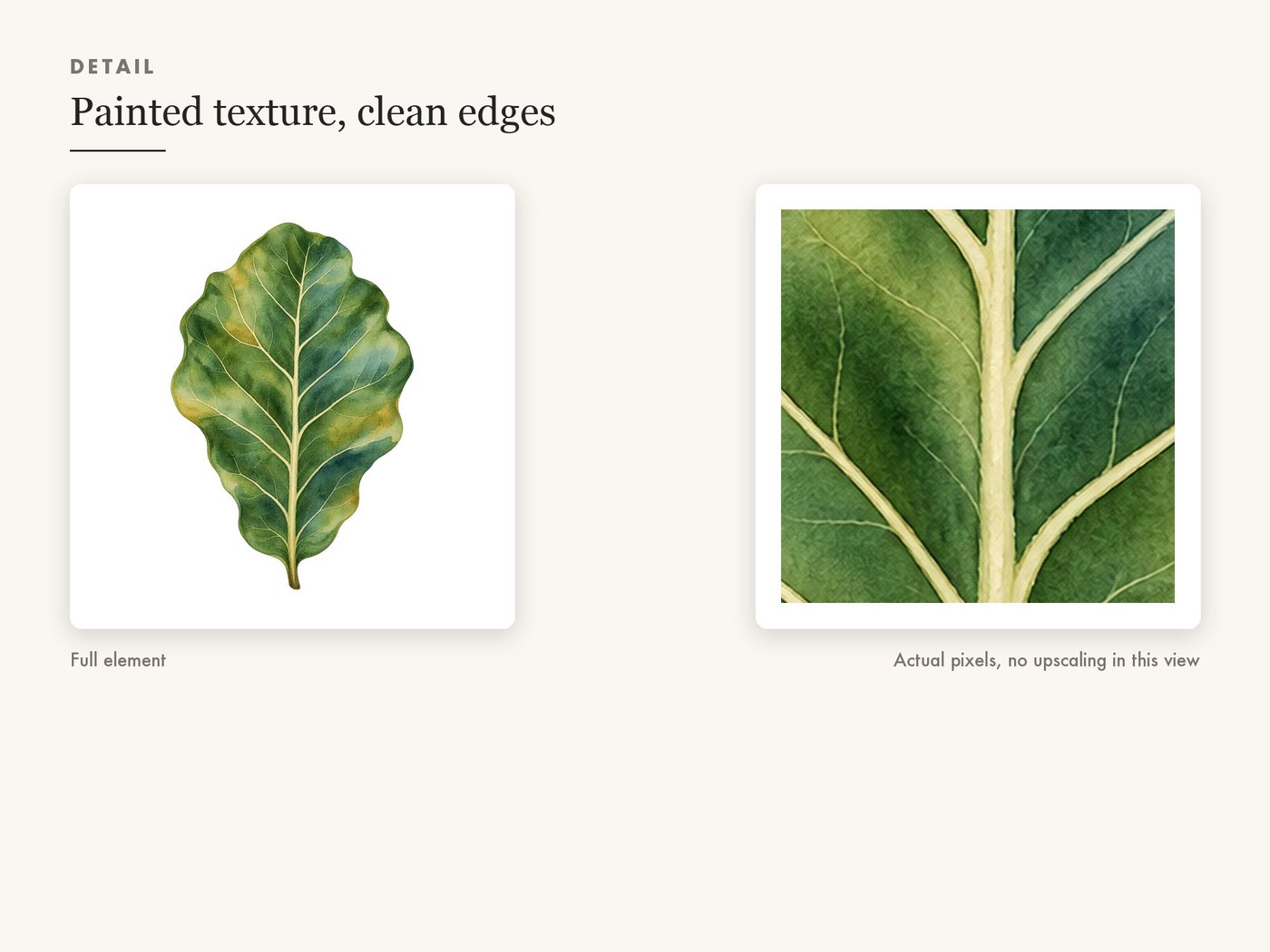 Fiddle Leaf Fig Clipart PNG Transparent Houseplant Art — detail zoom