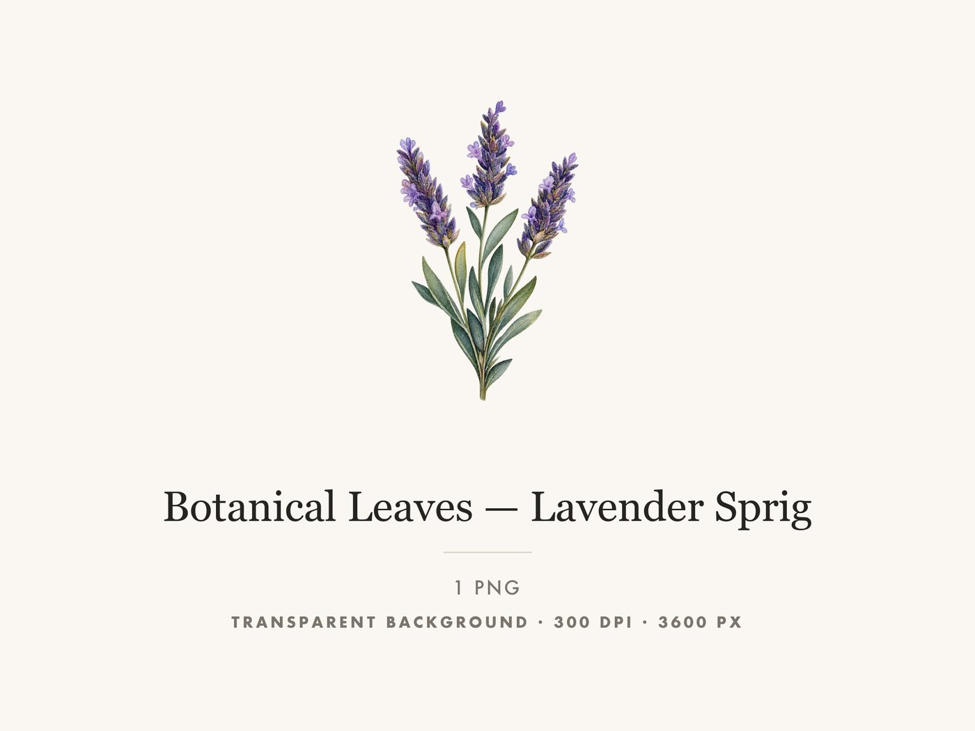 Lavender Sprig Clipart PNG Transparent Botanical