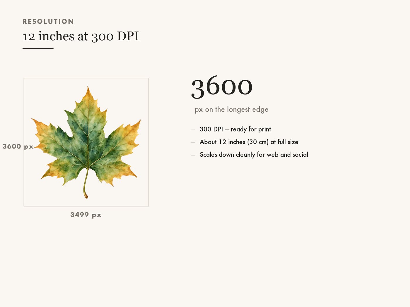 Maple Leaf Clipart PNG, Transparent Autumn Leaf Graphic — resolution
