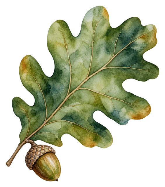 01_oak-leaf-acorn