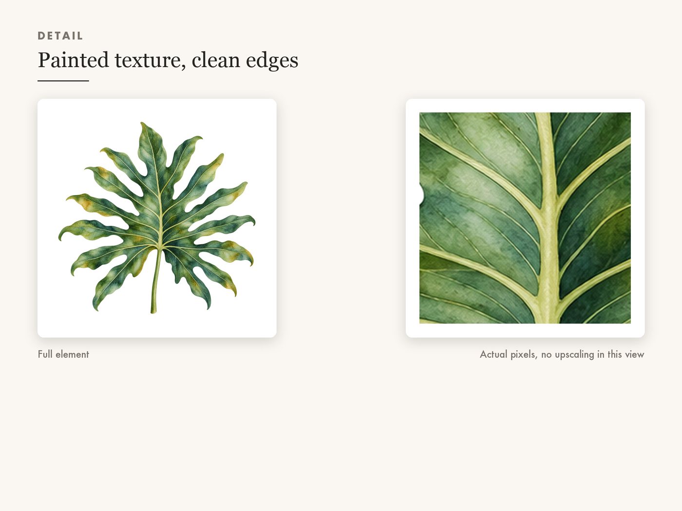 Philodendron Leaf Botanical Clipart PNG — detail zoom