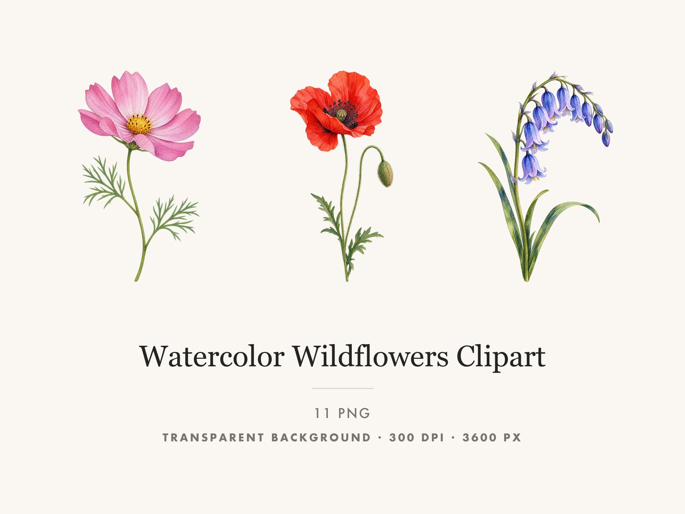 Cosmos Sprig and Poppy Bud Botanical Clipart PNG