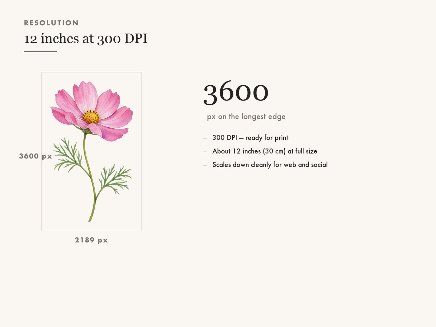 Cosmos Sprig and Poppy Bud Botanical Clipart PNG — resolution
