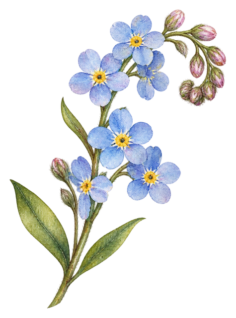06_forget-me-not-spray