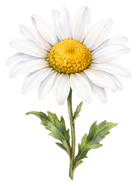 09_oxeye-daisy