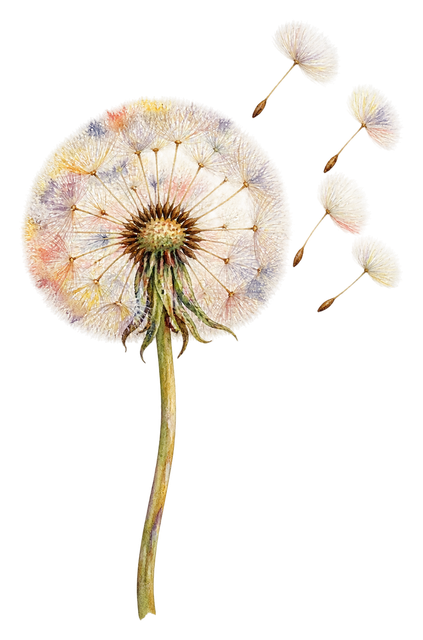 04_dandelion-seedhead
