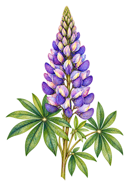 06_lupine-spike