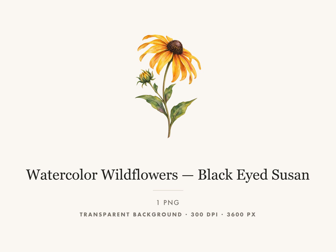Black Eyed Susan Clipart PNG Transparent Wildflower