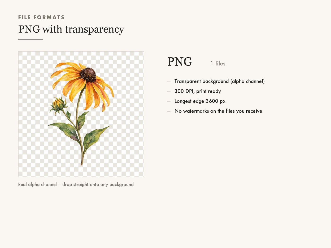 Black Eyed Susan Clipart PNG Transparent Wildflower — file formats