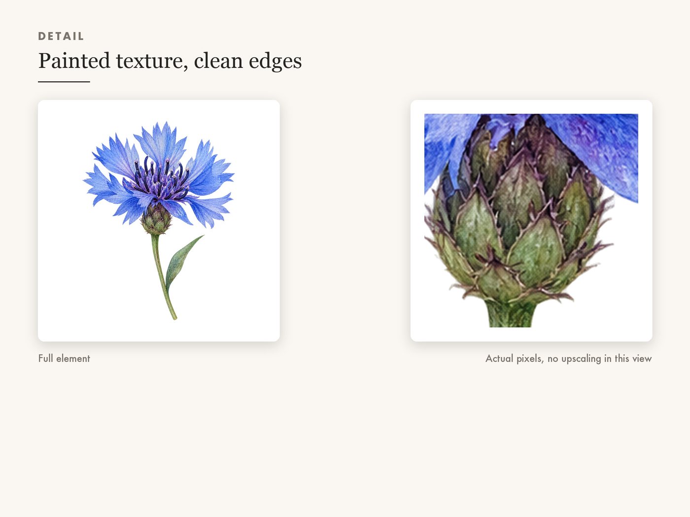 Cornflower Clipart PNG, Blue Wildflower Botanical Art — detail zoom