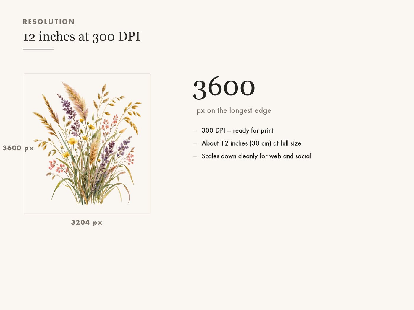 Wheat and Grass Tuft PNG Clipart, Transparent Background — resolution